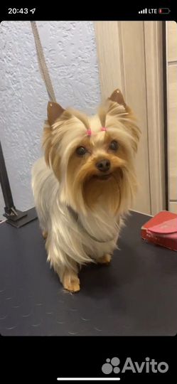 Стрижка собак и кошек