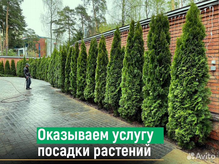 Туя колумна 1,8 м свежая копка 2023