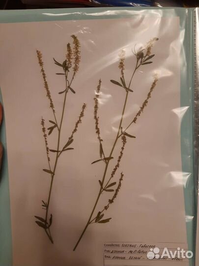 Гербарий медоносных растений 19 шт