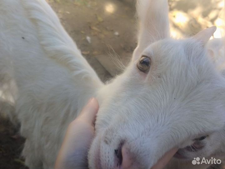 Козлята молочные