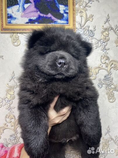 Щенки чау -чау