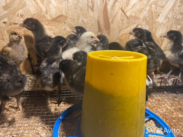 Цыплята мясо-яичных пород