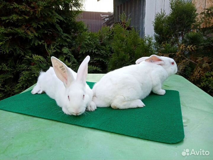 Белый паннон