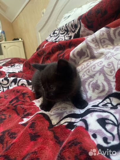 Котенок черный девочка