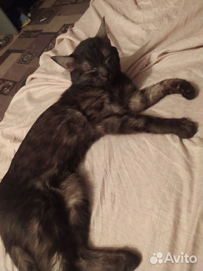 Кот 1.5 года