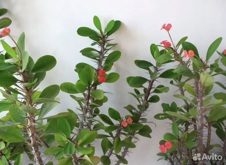 Молочай миля