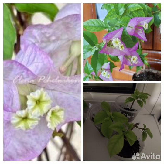 Бугенвиллия snow purple