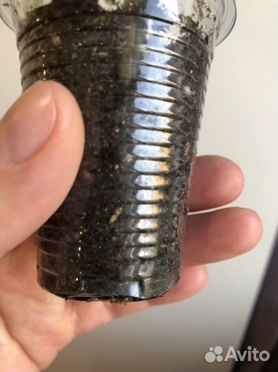 Сингониум пикси