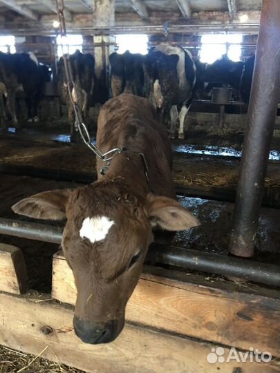 Телята бычки на откорм бесплатная доставка