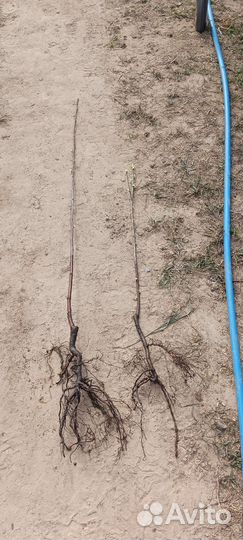 Вишня шоколадница