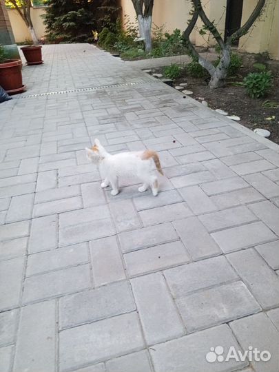 Кошка
