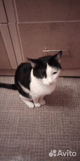 Выгул и Уход за домашними питомцами