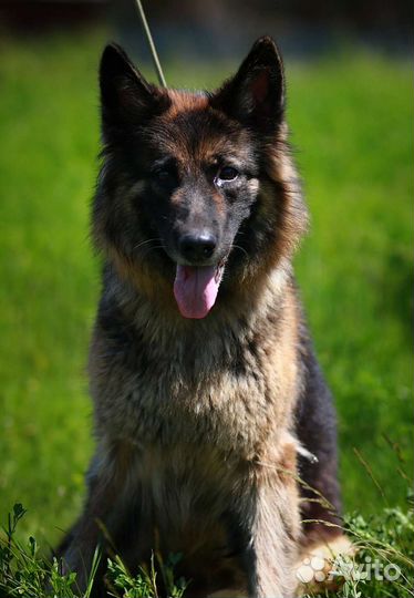 Немецкая овчарка