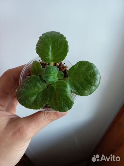 Фиалка сортовая