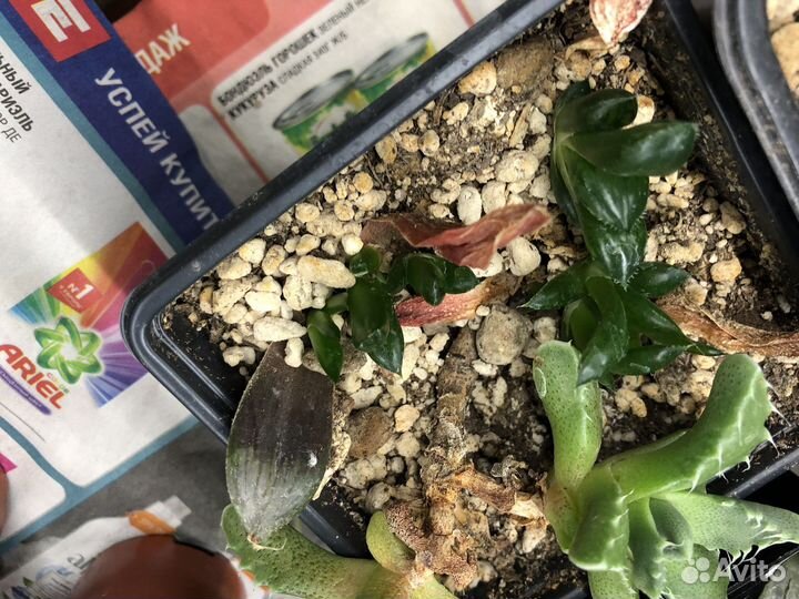 Редкие, коллекционные суккуленты