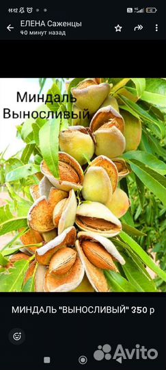 Плодовые деревья и саженцы