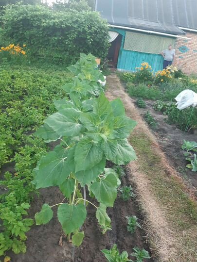 Дача 26,4 м² на участке 5,5 сот.