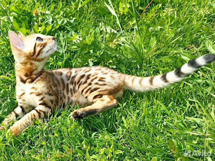 Бенгальская кошка