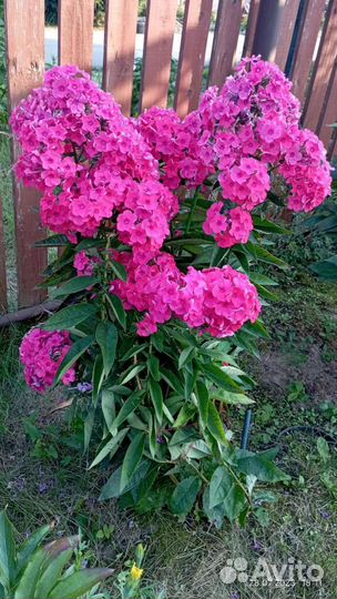 Флокс нереально красивый