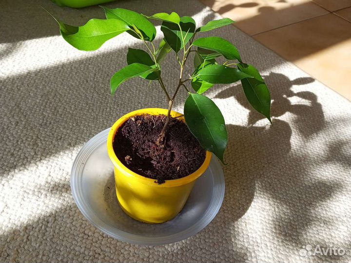 Фикус Бенджамина, укорененные черенки