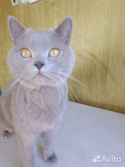 Британский кот