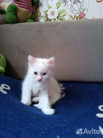 Милые котята