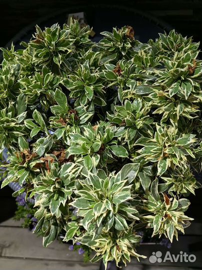 Азалия Bollywood вариегата