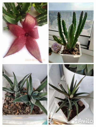 Суккуленты стапелия,хавортия