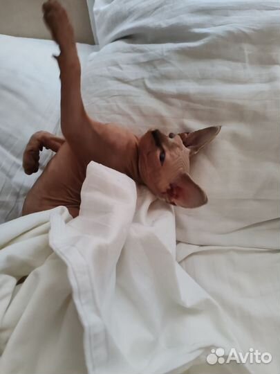 Сфинкс котенок мальчик