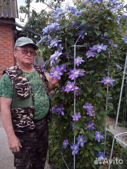 Клематисы и Гибискусы