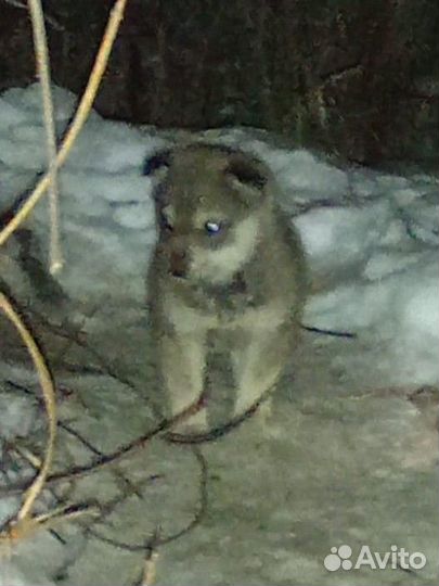 Щенки дворняги