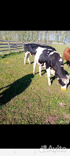 Быки на мясо