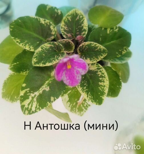 Сортовые фиалки