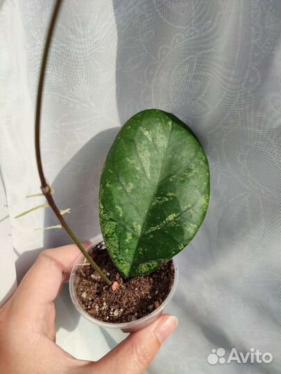 Хойи укорененные