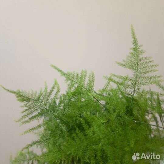 Аспарагус Сетацеус