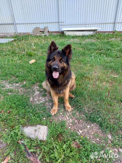 Немецкая овчарка для вязки