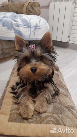 Йоркширский терьер вязка