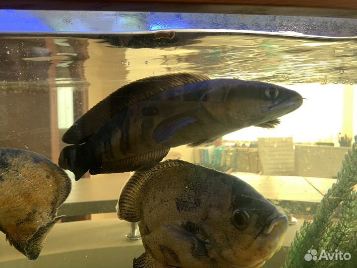 Императорский змееголов