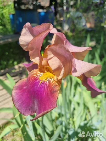 Ирисы бородатые