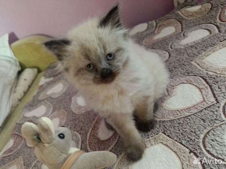 Сиамская кошечка