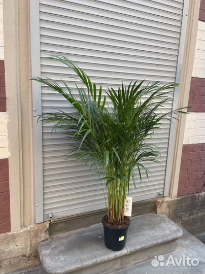 Пальма Арека