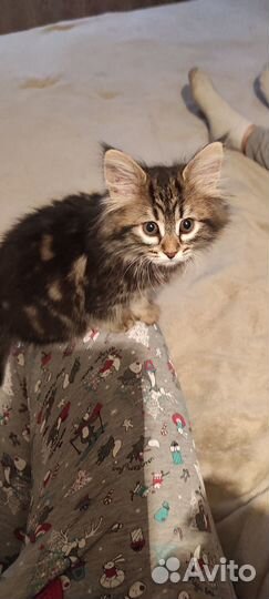 Кошечка в добрые руки