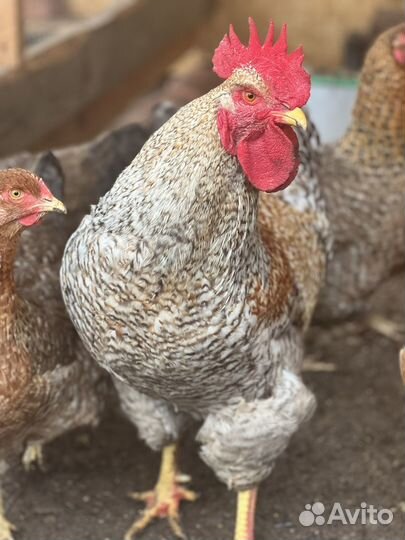 Петух Билефельдер. Маран черно медный