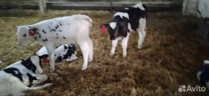 Продам бычков