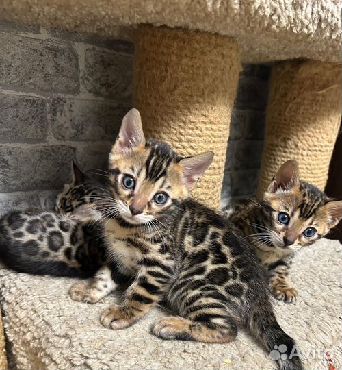 Бенгальские котята