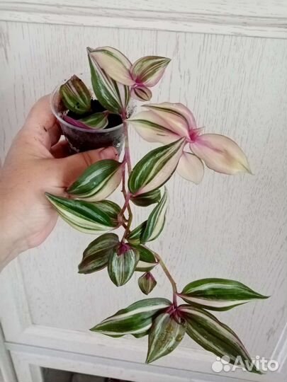 Растения красивоцветущие комнатные