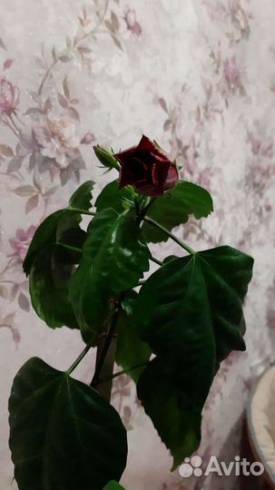 Китайская роза