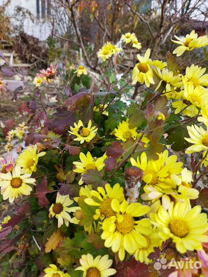 Дубки цветы