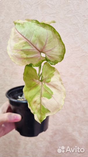 Сингониум орм тонг вар