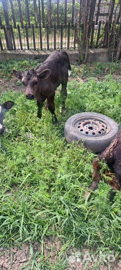 Телята бычки